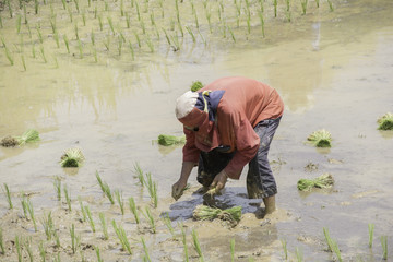 Farmers are planting rice in the fields of rural Thailand .