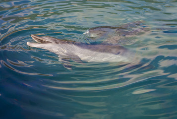 Dolphin playing in the sea