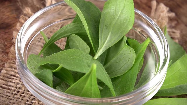 Portion of rotating Stevia leaves as not loopable 4K UHD footage
