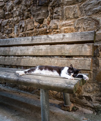 Cat sleeping in  Montemerano, Tuscany - 118058808