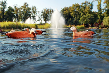 утки плавают в озере