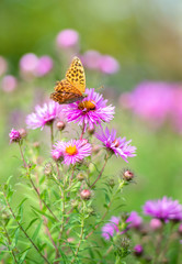 Schmetterling und lila Aster Blume im Garten 