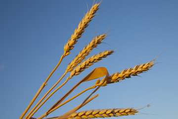 ripe ears of corn evening