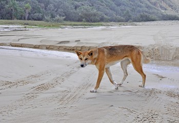 young female Dingo on Fraser Island East beach, Queensland Australia