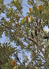 Banksia shrub Eli Creek Fraser Island Australia