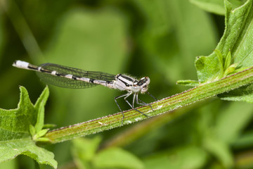 Common blue damselfly