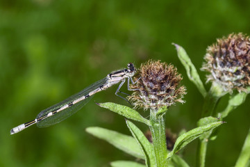 Common blue damselfly