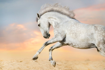 Plakat White horse portrait in motion