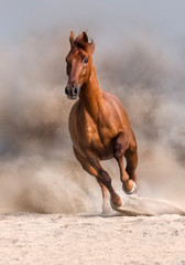 Red horse run fast in desert dust