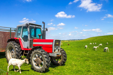 Traktor mit Schafen, Deich, an der Nordsee 