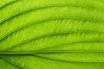 green leaf texture