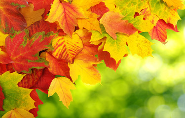 autumn leaves background