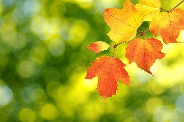 autumn leaves background