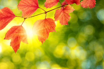 autumn leaves background