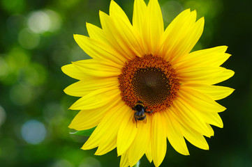 Close up of sunflower