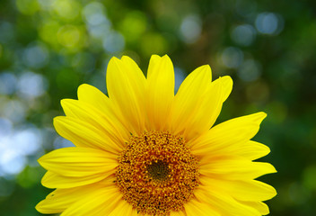 Close up of sunflower