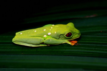 Rot-augen Laubfrosch