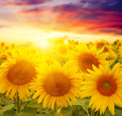 Obraz premium sunflowers and sun