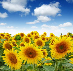 Fototapeta premium sunflowers field on sky