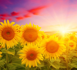  sunflowers and sun