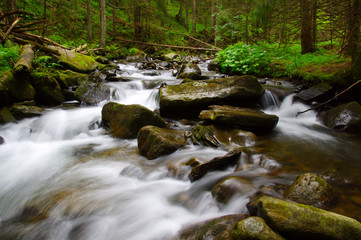 Mountain river in the green forest