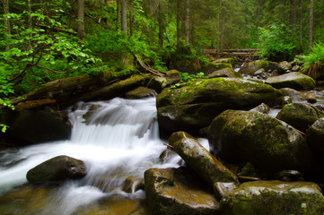 Mountain river in the green forest