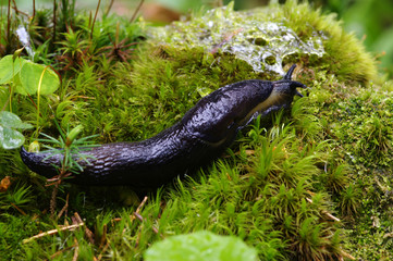 slug in forest