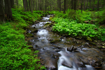 Obraz premium Stream in the wood