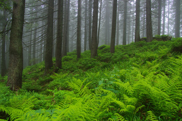 Trees in forest