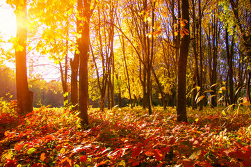  autumn trees with the sun rays