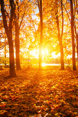 fallen leaves in autumn