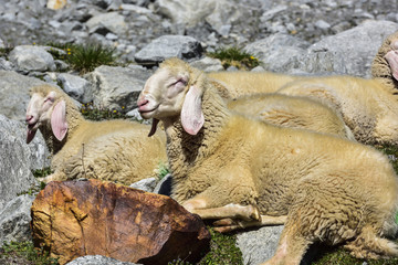 Alpine sheeps