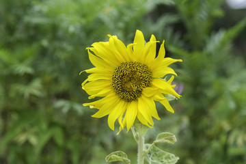 Bright yellow sunflowers