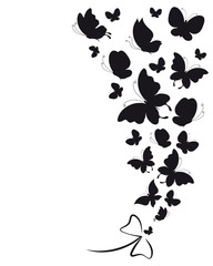 Obraz premium black butterflies,isolated on a white