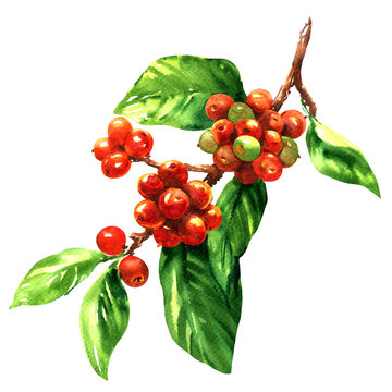 Red coffee arabica beans on branch isolated, watercolor illustration