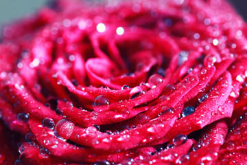 red rose bud macro drop