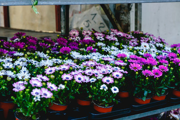 Flowerpots with violet and blue buds stand on the counter