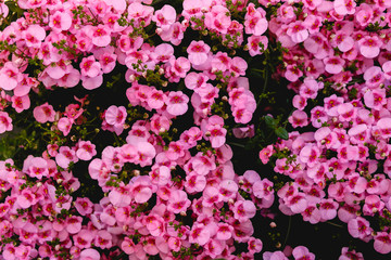 A picture of tiny pink flowers