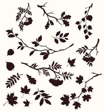 Autumn set of twig and leaf silhouttes. Decorative tree branches. Oak, maple, rowan, and birch