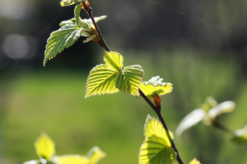 fresh spring leaves on a tree