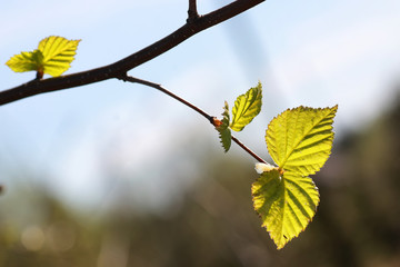 fresh spring leaves on a tree