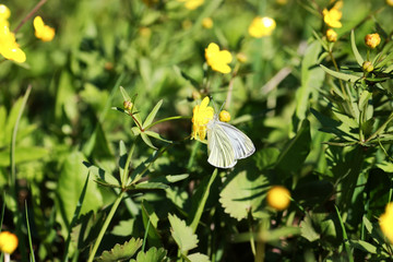 wild spring flower in a field