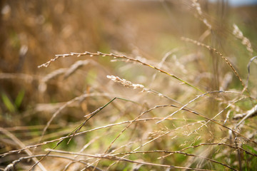 stalk of grass on  blurred background