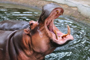 Large hippopotamus closeup with open mouth