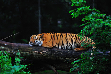 Sleeping Tiger