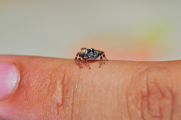 A small spider on a finger