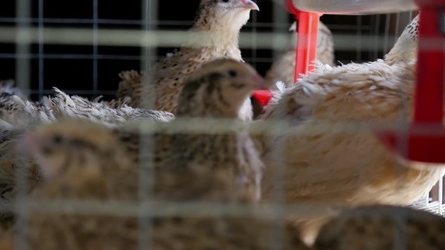 Quails in cages at poultry farm.
