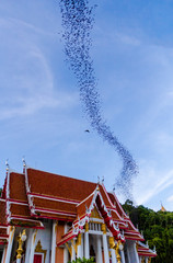 Hundred Million Bats at Wat Khao Chong Pran, Ratchaburi Thailand