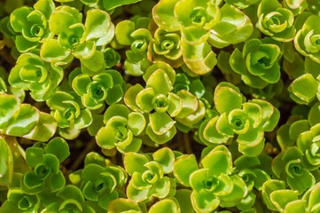 Sedum plant in the garden background
