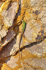 Green lizard on the rock surface closeup